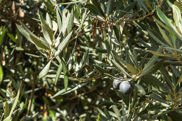black olive on a tree