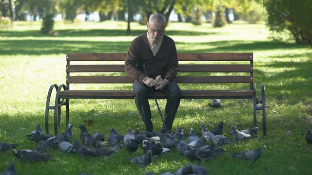 Calm old man sitting on bench in park and feeding pigeons, loneliness in old age