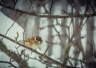 Sparrow on a tree in winter