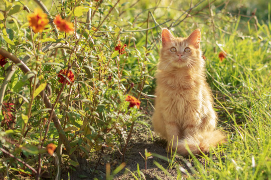 Sunny summer portrait of a pretty red kitten sitting in a garden at the flowers and looking somewhere up