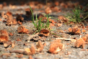 brown beechnut macro in autumn on floor