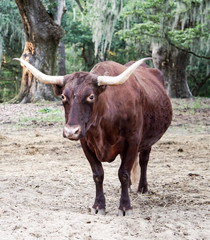 Brown Cow with Horns