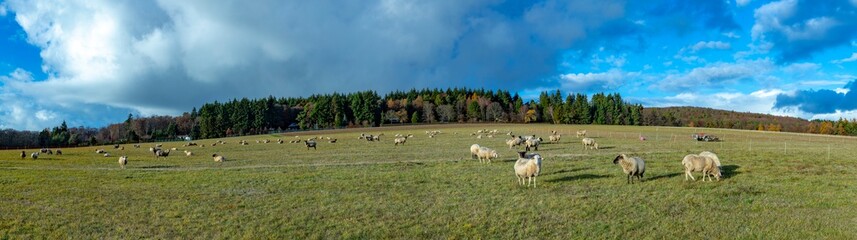 Fototapeta premium sheeps grazing at the green meadow