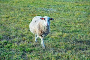 Obraz premium sheeps grazing at the green meadow