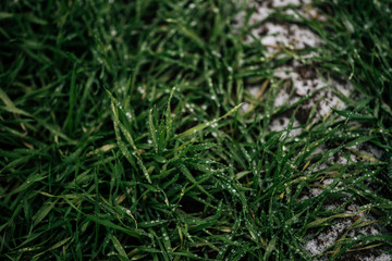 Background from first snow on green grass. Winter is coming.