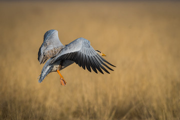 Bar-headed goose in flight with wings open tal chappar blackbuck sanctuary, India