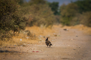 An habitat image of juvenile Egyptian Vulture at Jorbeer conservation Reserve at bikaner, India