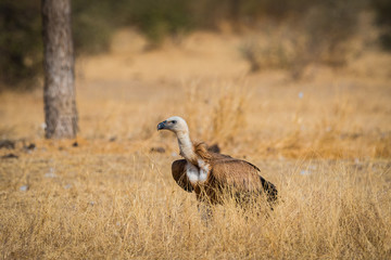 Eurasian griffon vulture (Gyps fulvus) in flight at jorbeer, bikaner, india