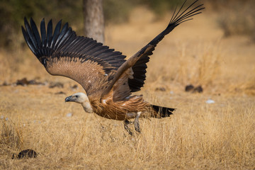 Eurasian griffon vulture (Gyps fulvus) in flight at jorbeer, bikaner, india