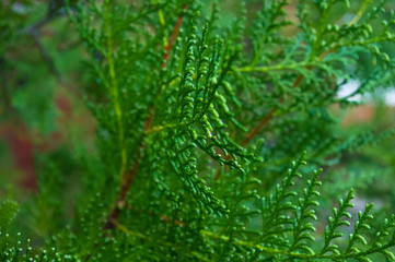 Incense cedar tree Calocedrus decurrens branch close up.