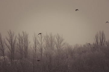 Winter landscape - snow storm, snow covered trees and black birds