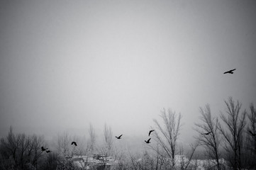 Winter landscape - snow storm, snow covered trees and black birds