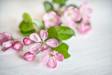 Fototapeta na wymiar Still life with delicate pastel pink apple blossom