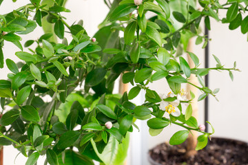 Beautiful scenery, a sprig of citrus plants Microcitrus Australasica, the Australian finger lime or caviar lime, with small white and pink flowers, green leaves and thorns. Indoor citrus tree growing.