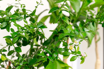 Beautiful scenery, a sprig of citrus plants Microcitrus Australasica, the Australian finger lime or caviar lime, with small white and pink flowers, green leaves and thorns. Indoor citrus tree growing.
