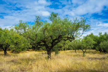 Greece, Zakynthos, Knaggy old olive trees in giant olive plantations for oil production