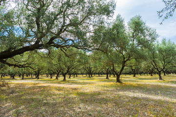 Greece, Zakynthos, Endless olive tree nature landscape for olive oil production