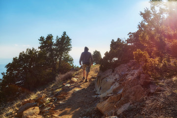 Obraz premium Fir tree on a nature trail at Troodos mountain in Cyprus