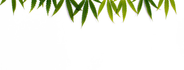 Green hemp, ganja leaf on white isolated background. Cannabis leaves, marijuana. Top view, photo...