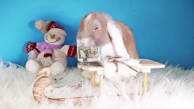 Cute christmas animal pet lop rabbit dwarf bunny xmas pets animals