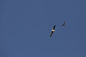 la cigogne et le rapace 