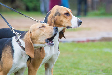 two hounds on leashes. Close up