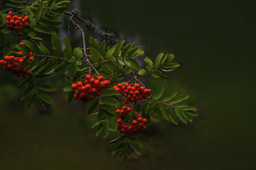 Rowan in the forest