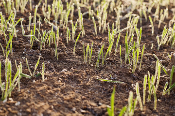 young green wheat germs winter wheat varieties covered by frozen dew