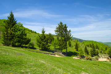 Fototapeta na wymiar Young green foliage, rural landscape