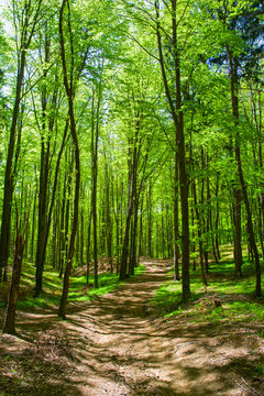 Fototapeta Forest landscape