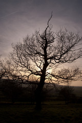 silhouette of a tree