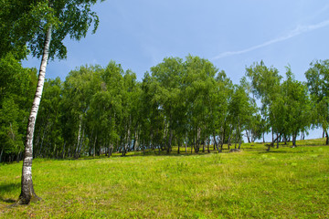 Fototapeta premium Birch forest in the sun