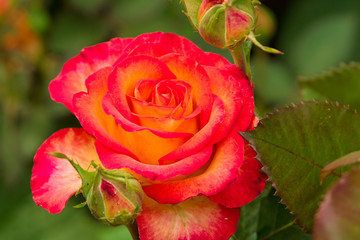 Hybrid tea rose.