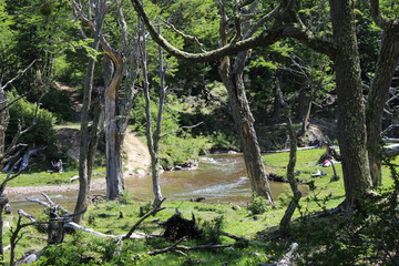 Road  to  the  forest  river