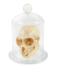 Monkey skull in flask isolated on white background