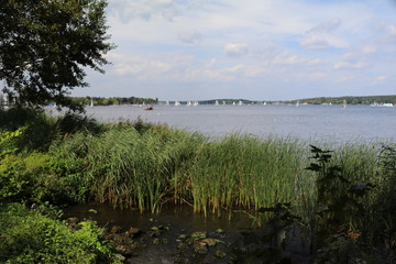 landscape with lake and forest