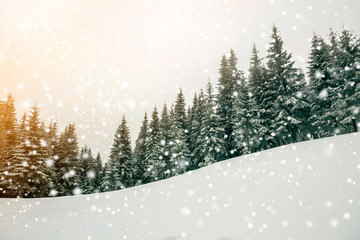 Fairy tale winter landscape. Pine trees with snow and frost on mountain slope lit by bright sun...