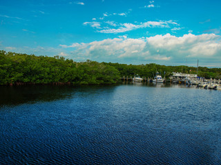 Swamps of the keys, Florida