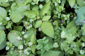 green leaves and drops of water