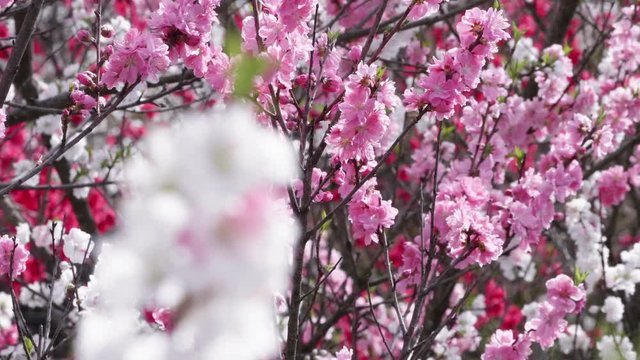 天国に一番近い里 満開のハナモモ フォーカス送り 後ろから前