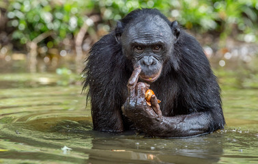 Naklejka premium Bonobo in the water. The Bonobo ( Pan paniscus), called the pygmy chimpanzee. Democratic Republic of Congo. Africa