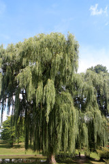 weeping willow in park