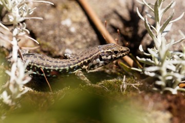 Tyrrhenian wall lizard (Podarcis tiliguerta)