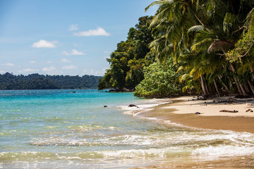 Palm Tree and Beach