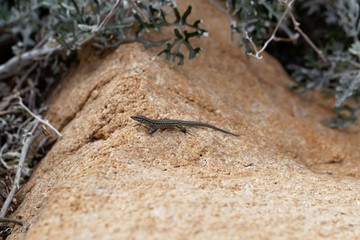 Tyrrhenian wall lizard (Podarcis tiliguerta)