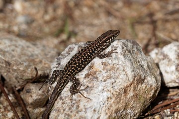 Tyrrhenian wall lizard (Podarcis tiliguerta)