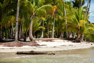 Palm Tree and Beach