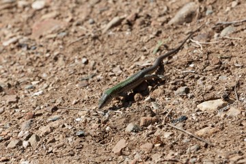 Italian wall lizard (Podarcis siculus)