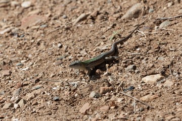 Italian wall lizard (Podarcis siculus)