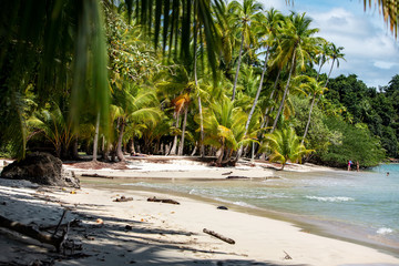 Palm Tree and Beach